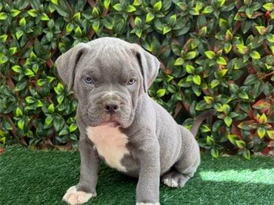 ABKC American Bully XL Puppies
