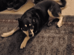 Sweet, smart dog looking for new home.