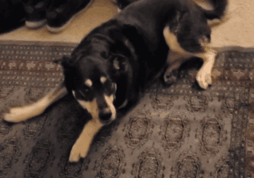 Sweet, smart dog looking for new home.