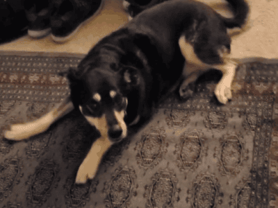 Sweet, smart dog looking for new home.