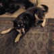 Sweet, smart dog looking for new home.