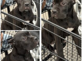Full Blooded Cane Corso Puppies. ICCF Registered.