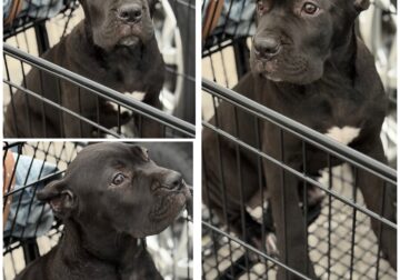 Full Blooded Cane Corso Puppies. ICCF Registered.