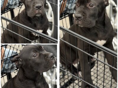Full Blooded Cane Corso Puppies. ICCF Regi  ...