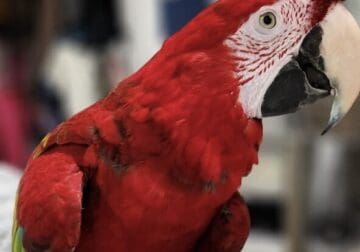 Louie The Macaw