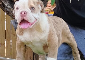 Merle bully