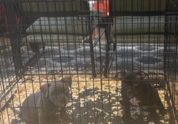 Exotic bully puppies