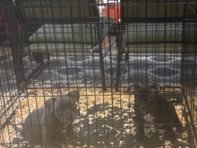 Exotic bully puppies