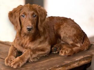 Lily – Pink Collar Girl