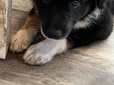 Australian Shepherd puppies for sale