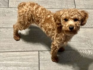 Red poodle