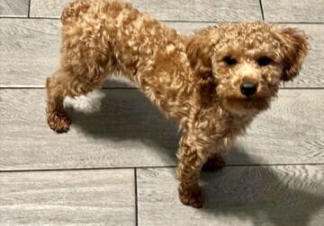 Red poodle