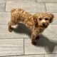 Red poodle