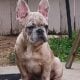 Family Raised French Bulldogs