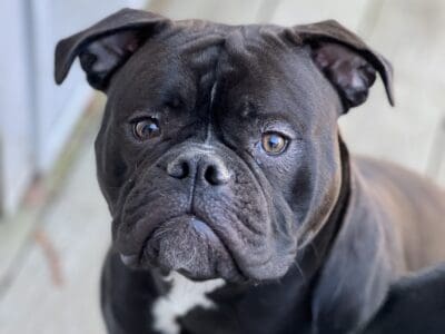 American bulldog female