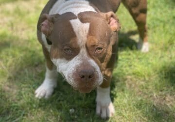 4yo american bully male