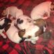 6 Rough Collie Puppies