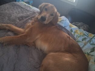 Golden retriever