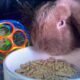5 Holland Lops & All Supplies-$200