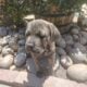 Cane Corso Puppy