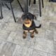 German Rottweiler Female Puppy