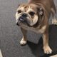 English bulldog female