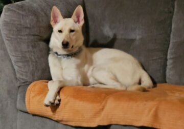 White king german shepard/german shepard mix