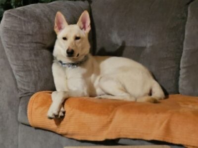 White king german shepard/german shepard mix