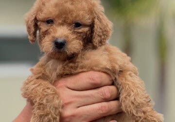 Goldendoodle