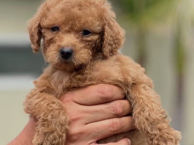 Goldendoodle