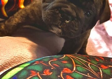 Meet Bart – Our Adorable Frenglish Bulldogge!