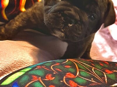 Meet Bart – Our Adorable Frenglish Bulldogge!