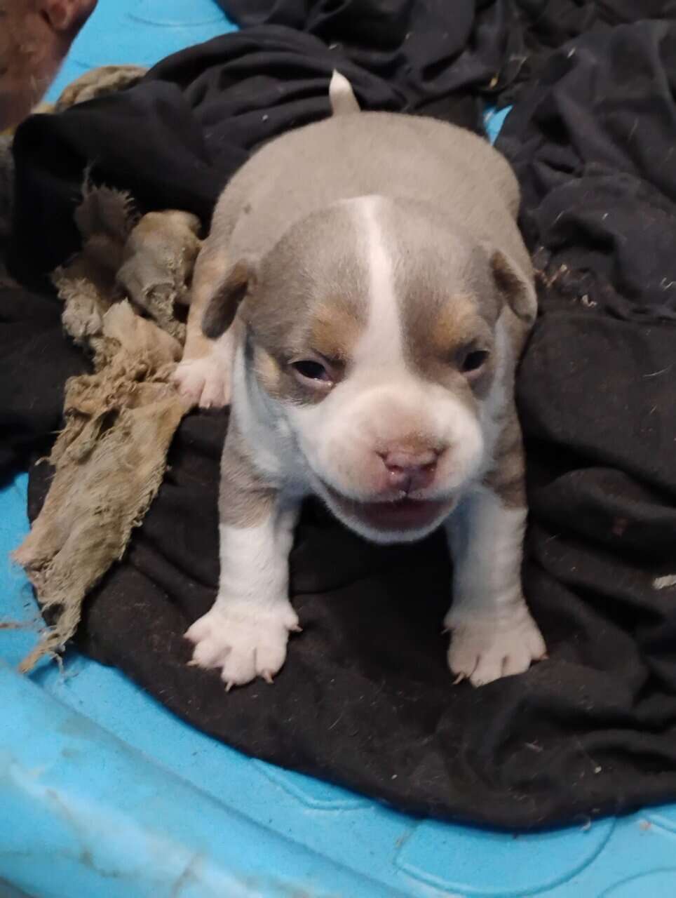 American bully Puppies image 2