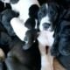 Great dane puppies