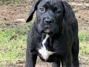 FEMALES -10 weeks – RE-HOME FEE