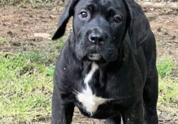 FEMALES -10 weeks – RE-HOME FEE