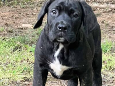 FEMALES -10 weeks – RE-HOME FEE