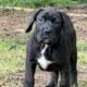 FEMALES -10 weeks – RE-HOME FEE