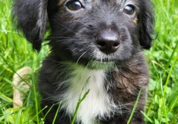 Dachshund / Chihuahua