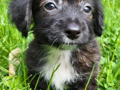 Dachshund / Chihuahua