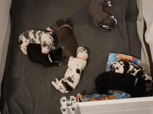 Great Dane Puppies