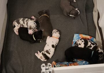 Great Dane Puppies
