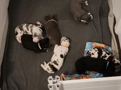 Great Dane Puppies