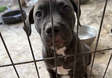 XL American Bully