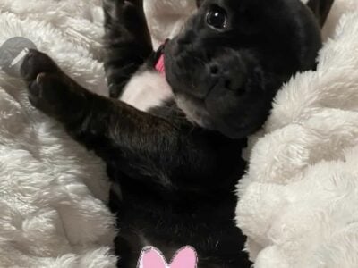 French bulldog miniture puppies