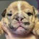 English Bull Dog Puppies