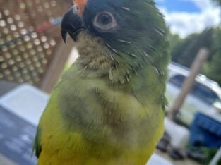 Tiki (Peach Fronted Conure)