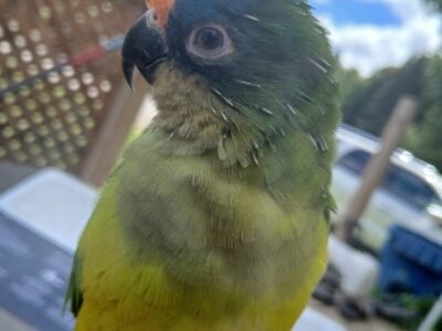 Tiki (Peach Fronted Conure)