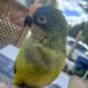 Tiki (Peach Fronted Conure)