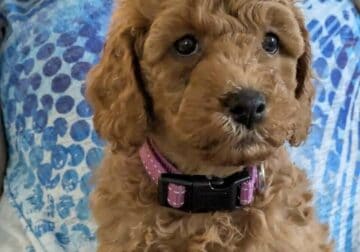 Petite Mini Goldendoodle – Puppy 1